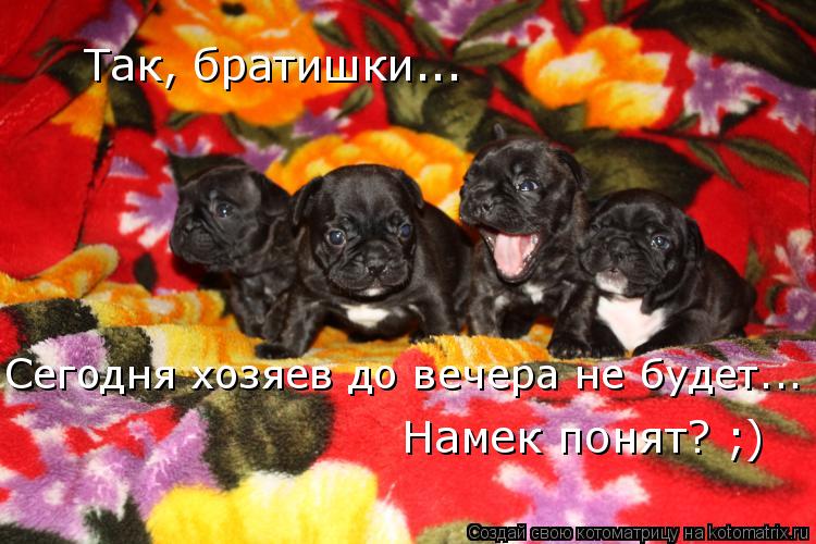 Так, братишки... Намек понят? ;) Сегодня хозяев до вечера не будет...... Котоматрица: Так, братишки... Намек понят? ;) Сегодня хозяев до вечера не будет...