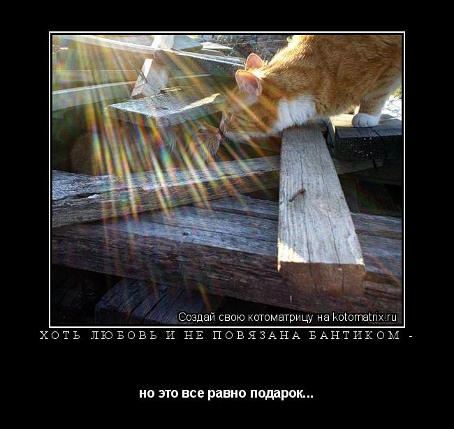 ХОТЬ ЛЮБОВЬ И НЕ ПОВЯЗАНА БАНТИКОМ - но это все равно подарок...... Котоматрица: ХОТЬ ЛЮБОВЬ И НЕ ПОВЯЗАНА БАНТИКОМ - но это все равно подарок...