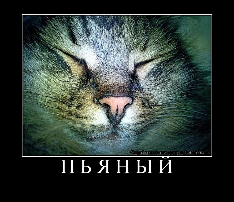 пьяный ... Котоматрица: пьяный
