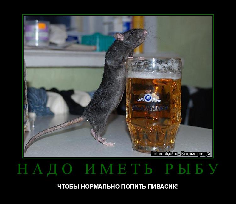 НАДО ИМЕТЬ РЫБУ ЧТОБЫ НОРМАЛЬНО ПОПИТЬ ПИВАСИК!... Котоматрица: НАДО ИМЕТЬ РЫБУ ЧТОБЫ НОРМАЛЬНО ПОПИТЬ ПИВАСИК!
