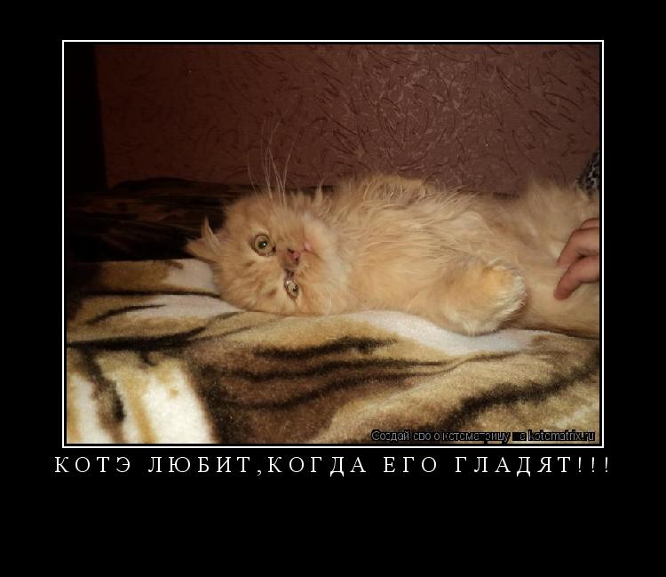 котЭ любит,когда его гладят!!! ... Котоматрица: котЭ любит,когда его гладят!!!