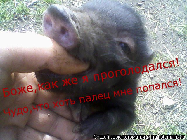Боже,как же я проголодался! Чудо,что хоть палец мне попался!... Котоматрица: Боже,как же я проголодался! Чудо,что хоть палец мне попался!