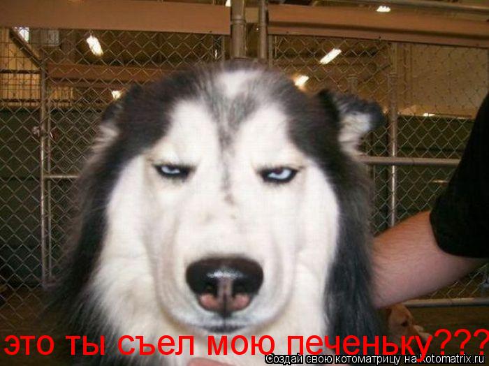 это ты съел мою печеньку????... Котоматрица: это ты съел мою печеньку????