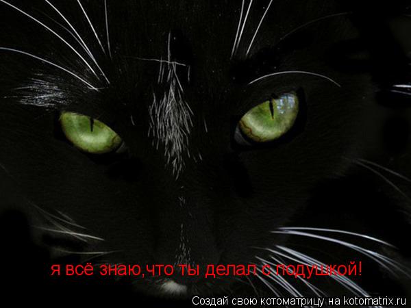я всё знаю,что ты делал с подушкой!... Котоматрица: я всё знаю,что ты делал с подушкой!