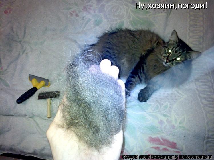 Ну,хозяин,погоди!... Котоматрица: Ну,хозяин,погоди!