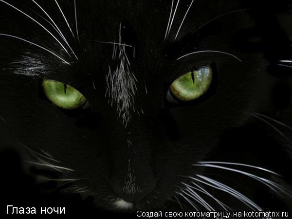 Глаза ночи... Котоматрица: Глаза ночи