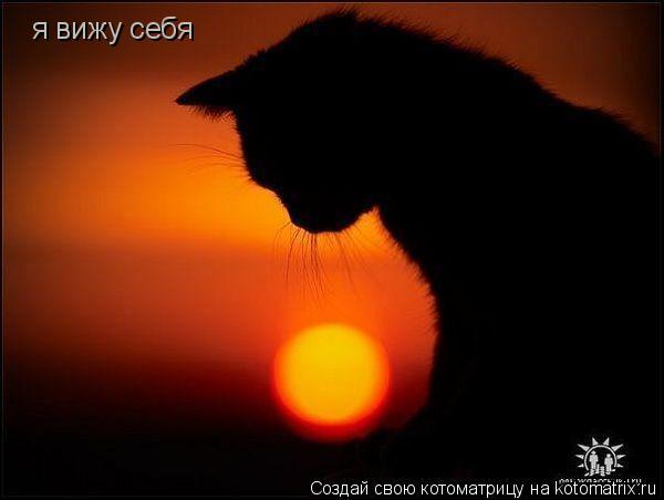 я вижу себя... Котоматрица: я вижу себя