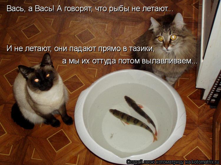 Вась, а Вась! А говорят, что рыбы не летают... И не летают, они падают прямо в тазики, а мы их оттуд... Котоматрица: Вась, а Вась! А говорят, что рыбы не летают... И не летают, они падают прямо в тазики, а мы их оттуда потом вылавливаем...