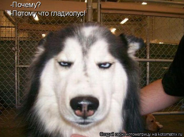 -Почему? -Потому что гладиолус!... Котоматрица: -Почему? -Потому что гладиолус!