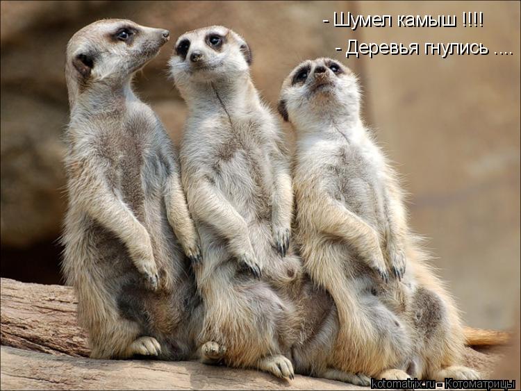 - Шумел камыш !!!! - Деревья гнулись ....... Котоматрица: - Шумел камыш !!!! - Деревья гнулись ....