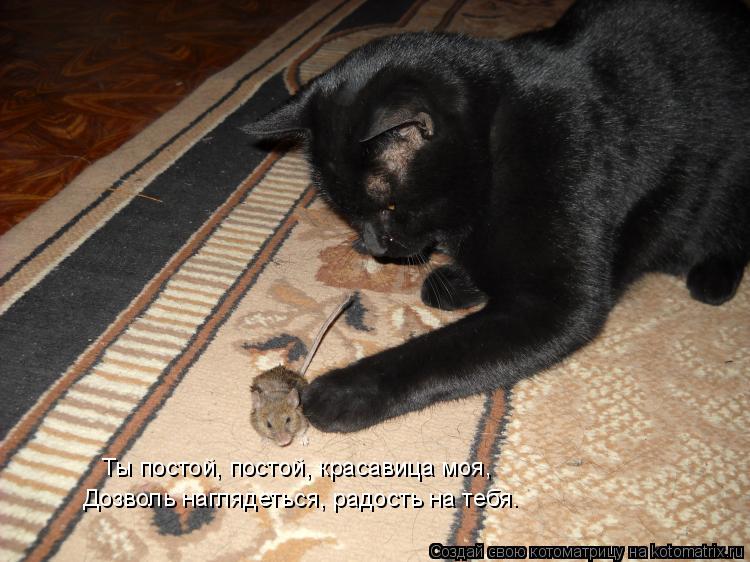 Ты постой, постой, красавица моя, Дозволь наглядеться, радость на тебя.... Котоматрица: Ты постой, постой, красавица моя, Дозволь наглядеться, радость на тебя.