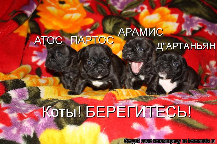 АТОС АРАМИС Д"АРТАНЬЯН ПАРТОС Коты! БЕРЕГИТЕСЬ!... Котоматрица: АТОС АРАМИС Д"АРТАНЬЯН ПАРТОС Коты! БЕРЕГИТЕСЬ!