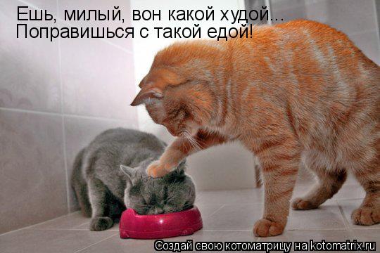 Ешь, милый, вон какой худой... Поправишься с такой едой!... Котоматрица: Ешь, милый, вон какой худой... Поправишься с такой едой!