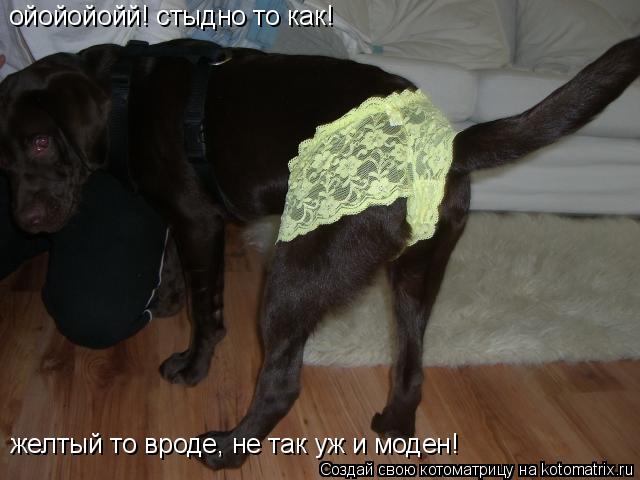 ойойойойй! стыдно то как! желтый то вроде, не так уж и моден!... Котоматрица: ойойойойй! стыдно то как! желтый то вроде, не так уж и моден!