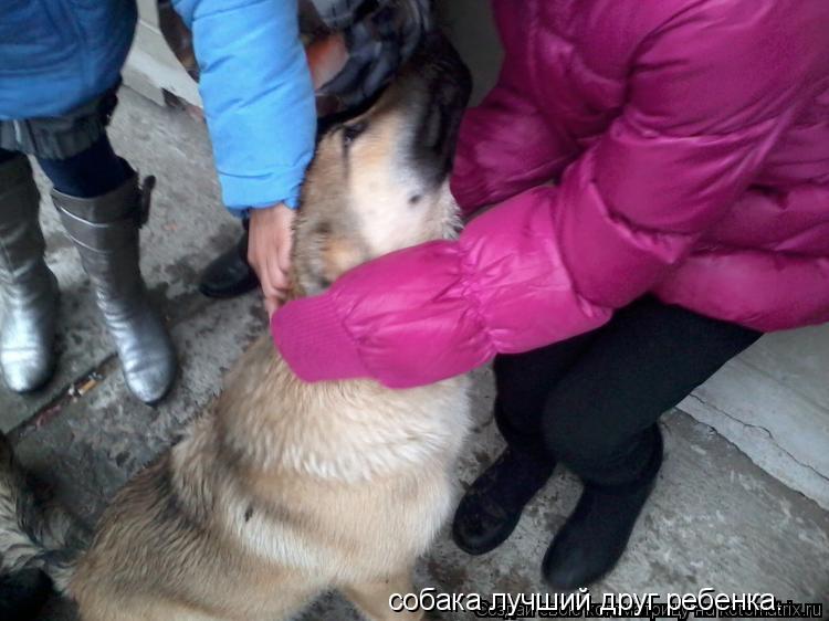 собака лучший друг ребенка.... Котоматрица: собака лучший друг ребенка.