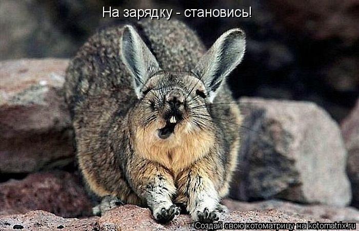 На зарядку - становись!... Котоматрица: На зарядку - становись!