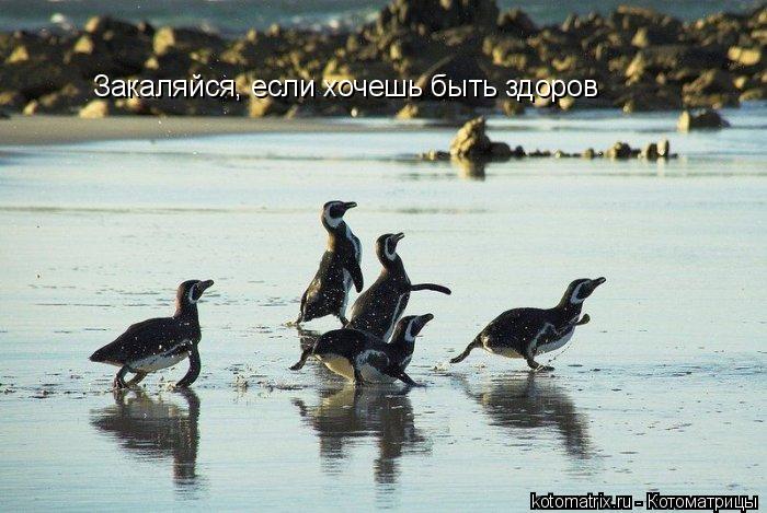 Закаляйся, если хочешь быть здоров... Котоматрица: Закаляйся, если хочешь быть здоров