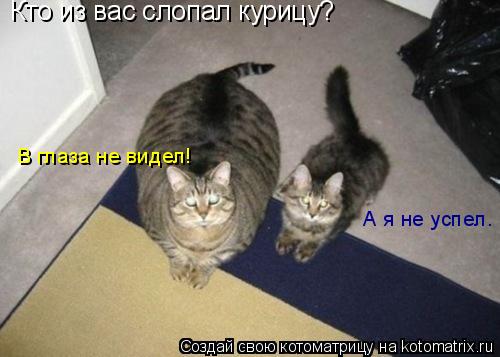 Кто из вас слопал курицу? В глаза не видел! А я не успел.... Котоматрица: Кто из вас слопал курицу? В глаза не видел! А я не успел.
