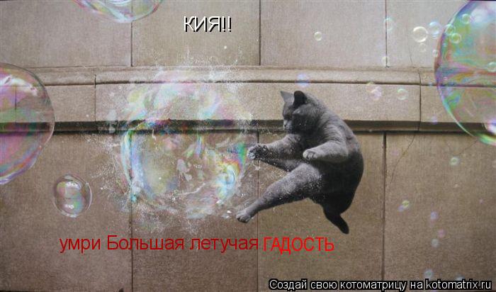 КИЯ!! умри Большая летучая ГАДОСТЬ... Котоматрица: КИЯ!! умри Большая летучая ГАДОСТЬ