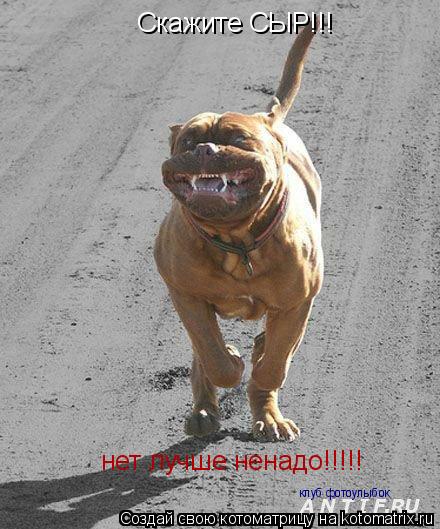 Скажите СЫР!!! нет лучше ненадо!!!!! клуб фотоулыбок... Котоматрица: Скажите СЫР!!! нет лучше ненадо!!!!! клуб фотоулыбок