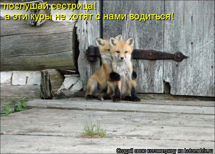 послушай,сестрица! а эти куры не хотят с нами водиться!... Котоматрица: послушай,сестрица! а эти куры не хотят с нами водиться!
