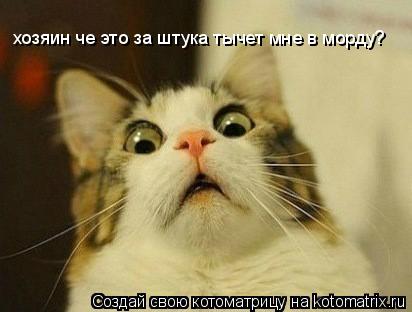 хозяин че это за штука тычет мне в морду?... Котоматрица: хозяин че это за штука тычет мне в морду?
