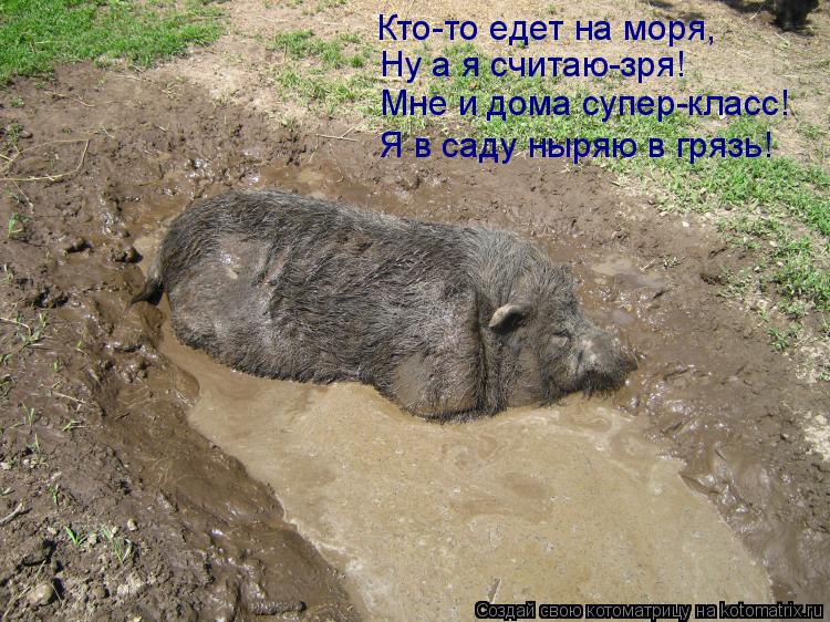 Кто-то едет на моря, Ну а я считаю-зря! Мне и дома супер-класс! Я в саду ныряю в грязь!... Котоматрица: Кто-то едет на моря, Ну а я считаю-зря! Мне и дома супер-класс! Я в саду ныряю в грязь!
