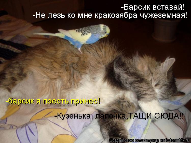 -Барсик вставай! -Не лезь ко мне кракозябра чужеземная! -барсик я поесть принес! -Кузенька, лапочка,Т... Котоматрица: -Барсик вставай! -Не лезь ко мне кракозябра чужеземная! -барсик я поесть принес! -Кузенька, лапочка,ТАЩИ СЮДА!!!