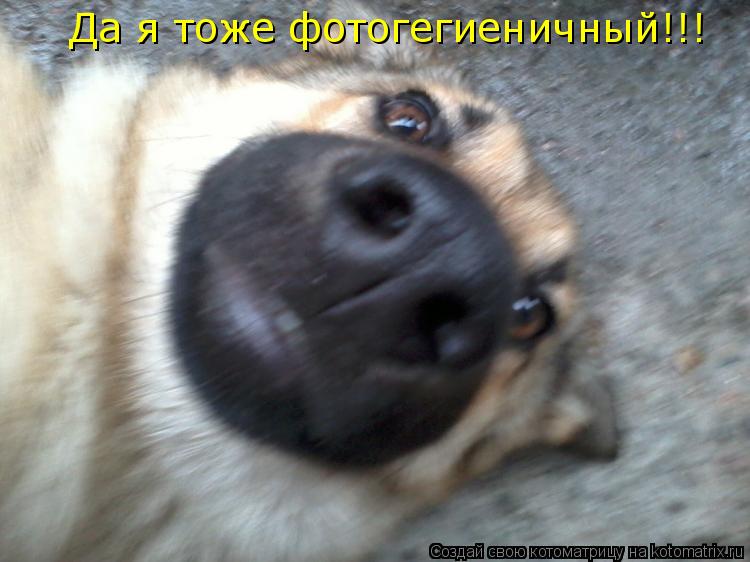 Да я тоже фотогегиеничный!!!... Котоматрица: Да я тоже фотогегиеничный!!!
