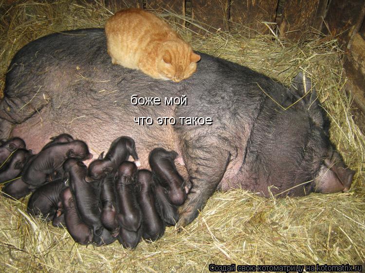 боже мой что это такое... Котоматрица: боже мой что это такое