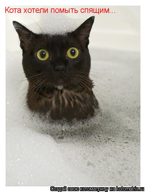 Кота хотели помыть спящим...... Котоматрица: Кота хотели помыть спящим...