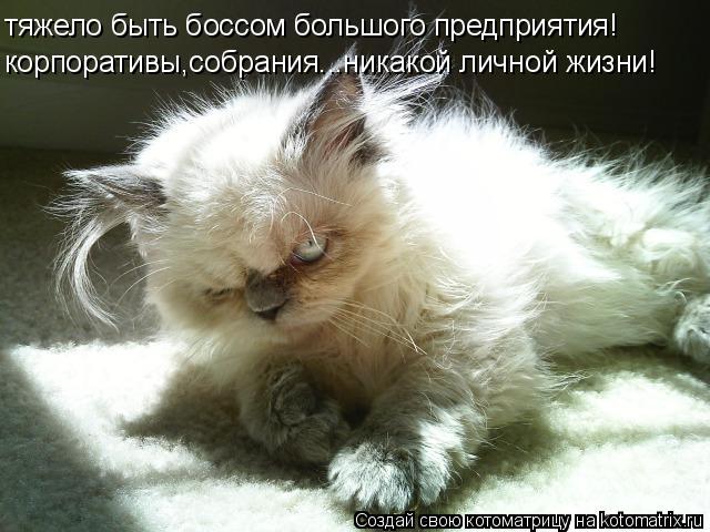 тяжело быть боссом большого предприятия! корпоративы,собрания...никакой личной жизни!... Котоматрица: тяжело быть боссом большого предприятия! корпоративы,собрания...никакой личной жизни!