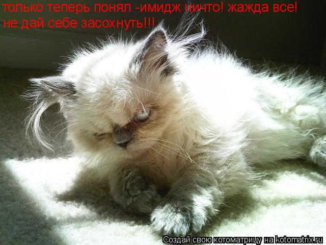 только теперь понял -имидж ничто! жажда все! не дай себе засохнуть!!!... Котоматрица: только теперь понял -имидж ничто! жажда все! не дай себе засохнуть!!!