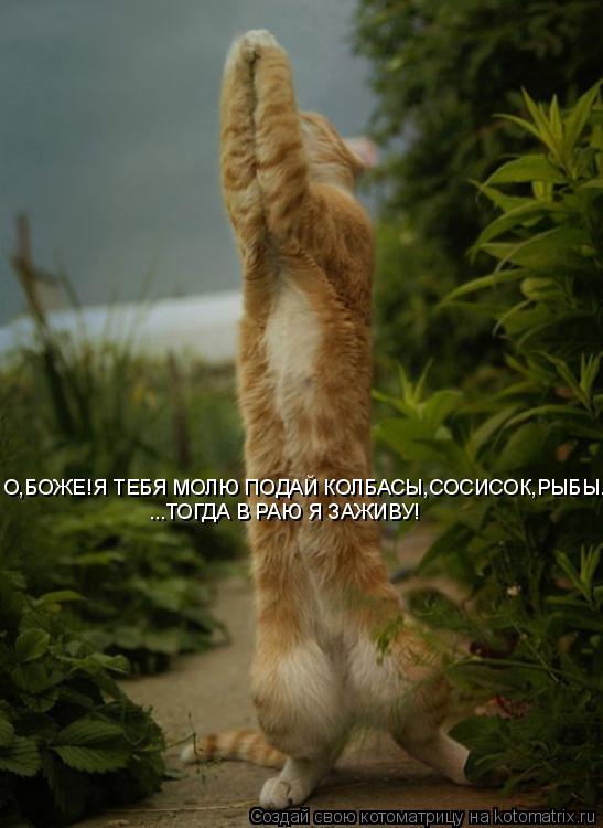 О,БОЖЕ!Я ТЕБЯ МОЛЮ ПОДАЙ КОЛБАСЫ,СОСИСОК,РЫБЫ... ...ТОГДА В РАЮ Я ЗАЖИВУ!... Котоматрица: О,БОЖЕ!Я ТЕБЯ МОЛЮ ПОДАЙ КОЛБАСЫ,СОСИСОК,РЫБЫ... ...ТОГДА В РАЮ Я ЗАЖИВУ!