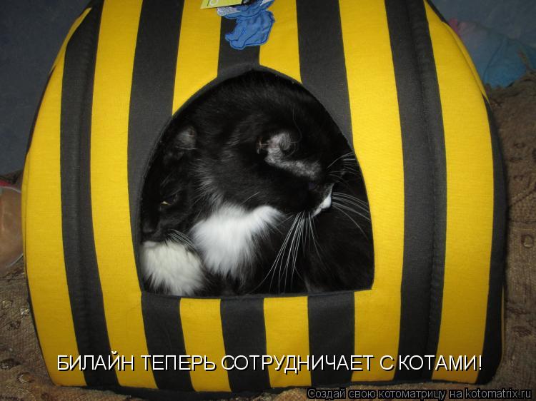 БИЛАЙН ТЕПЕРЬ СОТРУДНИЧАЕТ С КОТАМИ!... Котоматрица: БИЛАЙН ТЕПЕРЬ СОТРУДНИЧАЕТ С КОТАМИ!