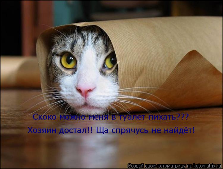 Хозяин достал!! Ща спрячусь не найдёт! Скоко можно меня в туалет пихать???... Котоматрица: Хозяин достал!! Ща спрячусь не найдёт! Скоко можно меня в туалет пихать???