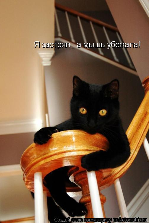 Я застрял , а мышь убежала!... Котоматрица: Я застрял , а мышь убежала!