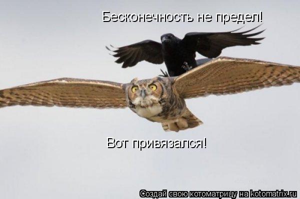 Бесконечность не предел! Вот привязался!... Котоматрица: Бесконечность не предел! Вот привязался!
