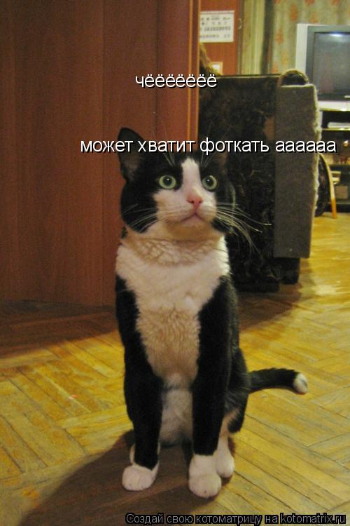 чёёёёёёё может хватит фоткать аааааа... Котоматрица: чёёёёёёё может хватит фоткать аааааа