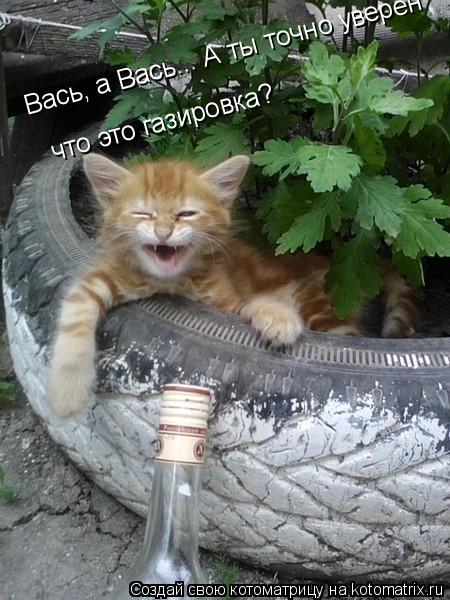 Вась, а Вась... А ты точно уверен что это газировка?... Котоматрица: Вась, а Вась... А ты точно уверен что это газировка?
