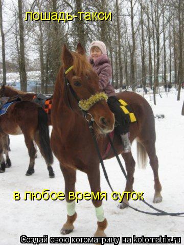 лошадь-такси в любое время суток... Котоматрица: лошадь-такси в любое время суток