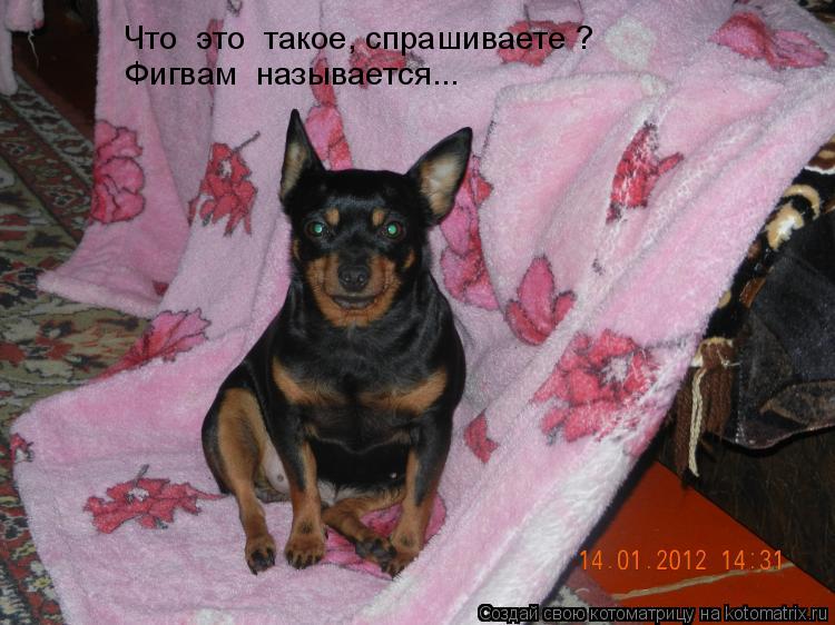 Что это такое, спрашиваете ? Фигвам называется...... Котоматрица: Что это такое, спрашиваете ? Фигвам называется...