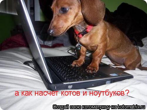 а как насчет котов и ноутбуков?... Котоматрица: а как насчет котов и ноутбуков?