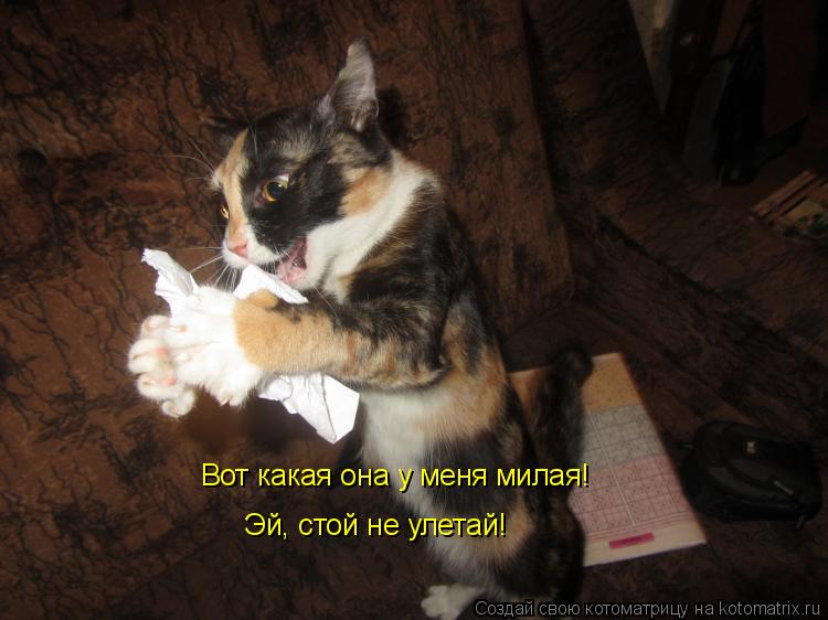Вот какая она у меня милая! Эй, стой не улетай!... Котоматрица: Вот какая она у меня милая! Эй, стой не улетай!