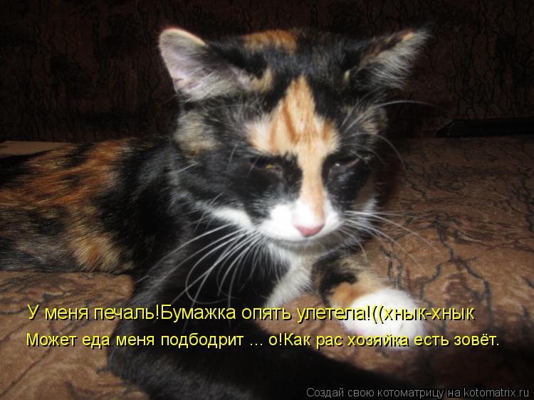 У меня печаль!Бумажка опять улетела!((хнык-хнык Может еда меня подбодрит ... о!Как рас хозяйка есть з... Котоматрица: У меня печаль!Бумажка опять улетела!((хнык-хнык Может еда меня подбодрит ... о!Как рас хозяйка есть зовёт.