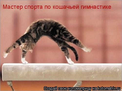 Мастер спорта по кошачьей гимнастике... Котоматрица: Мастер спорта по кошачьей гимнастике