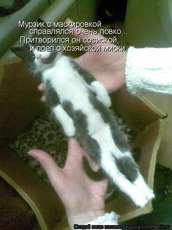справлялся очень ловко... Мурзик с маскировкой Притворился он сосиской, и поел с хозяйской миски.... Котоматрица: справлялся очень ловко... Мурзик с маскировкой Притворился он сосиской, и поел с хозяйской миски.
