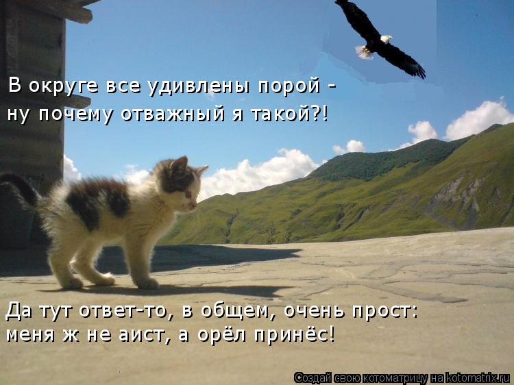 В округе все удивлены порой - ну почему отважный я такой?! Да тут ответ-то, в общем, очень прост: мен... Котоматрица: В округе все удивлены порой - ну почему отважный я такой?! Да тут ответ-то, в общем, очень прост: меня ж не аист, а орёл принёс!