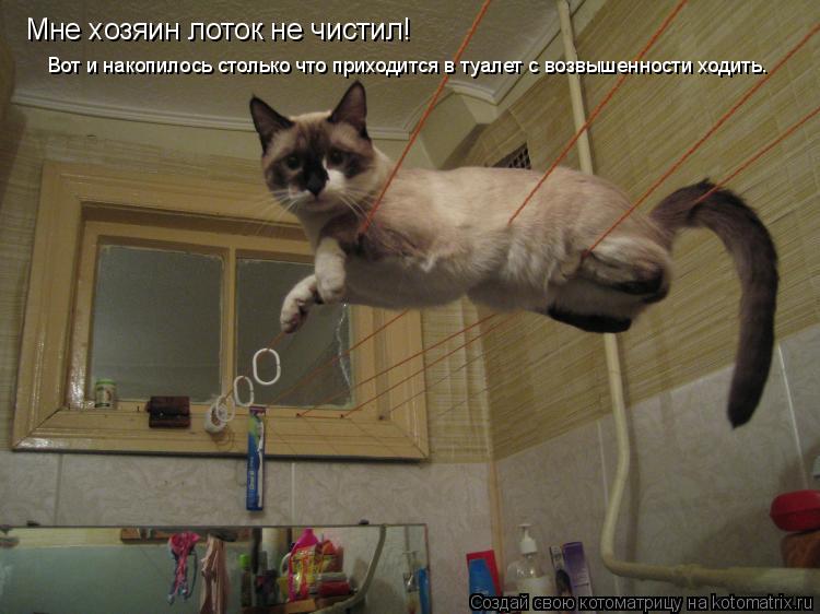 Мне хозяин лоток не чистил! Вот и накопилось столько что приходится в туалет с возвышенности ходить.... Котоматрица: Мне хозяин лоток не чистил! Вот и накопилось столько что приходится в туалет с возвышенности ходить.