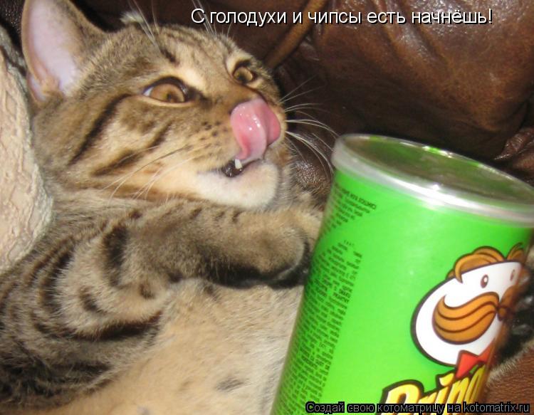 С голодухи и чипсы есть начнёшь!... Котоматрица: С голодухи и чипсы есть начнёшь!